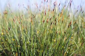 Attēlu rezultāti vaicājumam “Schoenus ferrugineus”