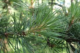 Attēlu rezultāti vaicājumam “Pinus sylvestris var. turfosa”