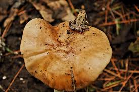 Attēlu rezultāti vaicājumam “Craterocolla cerasi”