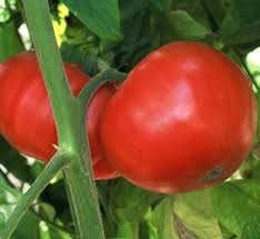 Afbeeldingsresultaat voor marizol purple tomato