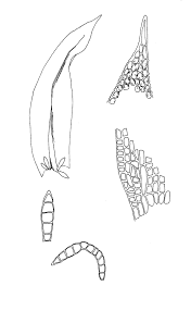 Attēlu rezultāti vaicājumam “Zygodon rupestris”