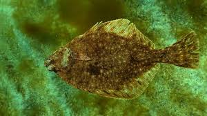 Image result for Platichthys flesus