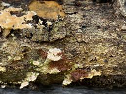 Attēlu rezultāti vaicājumam “Diderma chondrioderma”