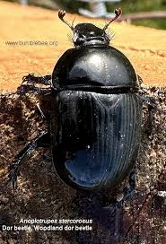 Attēlu rezultāti vaicājumam “Geotrupes stercorarius”