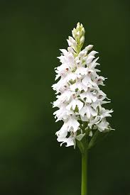 Attēlu rezultāti vaicājumam “Dactylorhiza”