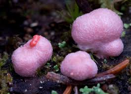 Attēlu rezultāti vaicājumam “Lycogala roseosporum spores”