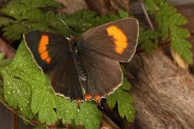 Attēlu rezultāti vaicājumam “Thecla betulae female”