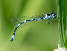 Attēlu rezultāti vaicājumam “Coenagrion armatum”