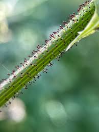 Attēlu rezultāti vaicājumam “Metatrichia vesparia stalked”