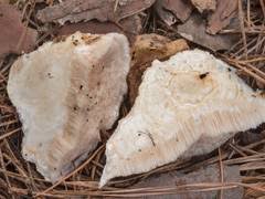 Attēlu rezultāti vaicājumam “Phleogena faginea sessile”