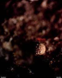 Attēlu rezultāti vaicājumam “Ophiotheca chrysosperma”