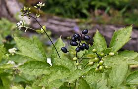 Image result for Christophskraut