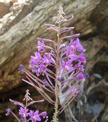 Image result for Epilobium angustifolium