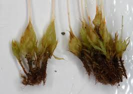 Attēlu rezultāti vaicājumam “Funariales”