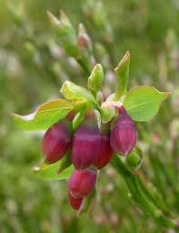 Attēlu rezultāti vaicājumam “Vaccinium myrtillus flower”
