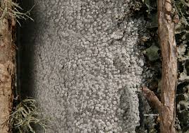 Attēlu rezultāti vaicājumam “Pertusaria amara”