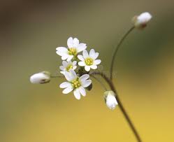 Attēlu rezultāti vaicājumam “Erophila verna fruit”