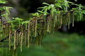 Attēlu rezultāti vaicājumam “Carpinus betulus female flower”