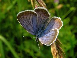 Attēlu rezultāti vaicājumam “Plebejus idas male”