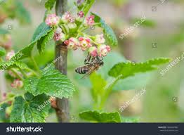 Attēlu rezultāti vaicājumam “Ribes uva-crispa flower”