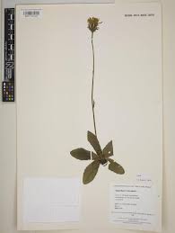 Attēlu rezultāti vaicājumam “Hypochaeris maculata”