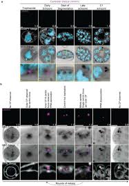 Attēlu rezultāti vaicājumam “Enteridium variabile plasmodium”