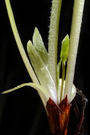 Attēlu rezultāti vaicājumam “Viola mirabilis leaf”