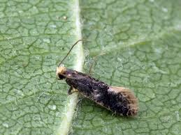 Attēlu rezultāti vaicājumam “Monopis weaverella”