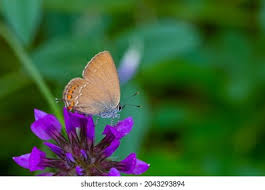 Attēlu rezultāti vaicājumam “Satyrium ilicis”