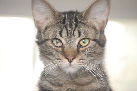 Attēlu rezultāti vaicājumam “Felis silvestris catus juvenile”