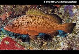 Image result for Epinephelus guttatus