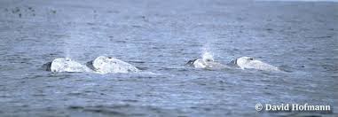 Image result for Grampus griseus