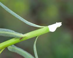 Attēlu rezultāti vaicājumam “Euphorbia virgata”