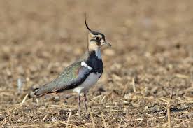 Attēlu rezultāti vaicājumam “Vanellus vanellus”