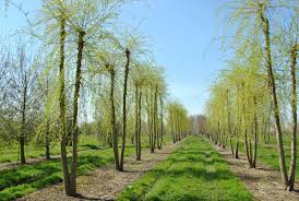 Attēlu rezultāti vaicājumam “Salix x sepulcralis”