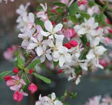 Attēlu rezultāti vaicājumam “Malus”