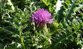 Attēlu rezultāti vaicājumam “Cirsium acaule flower”