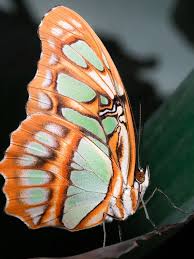 Attēlu rezultāti vaicājumam “Gracillaria syringella imago”