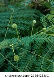 Attēlu rezultāti vaicājumam “Leguminosae”