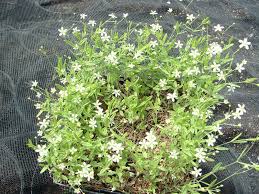 Attēlu rezultāti vaicājumam “Moehringia lateriflora flower”