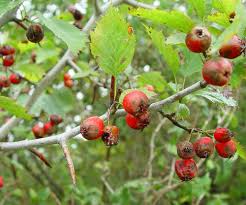 Attēlu rezultāti vaicājumam “Crataegus x macrocarpa fruit”