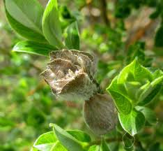 Attēlu rezultāti vaicājumam “Rabdophaga heterobia”