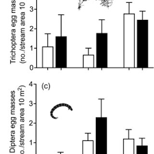 Attēlu rezultāti vaicājumam “Trichoptera egg mass”