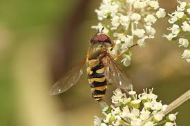 Attēlu rezultāti vaicājumam “Syrphus torvus”