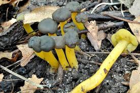 Attēlu rezultāti vaicājumam “Leotia lubrica”