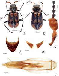 Attēlu rezultāti vaicājumam “Malachidae”