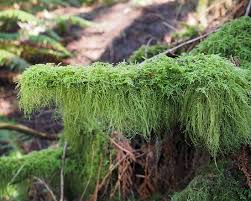 Attēlu rezultāti vaicājumam “Isothecium myosuroides sporophyte”