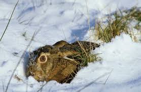 Attēlu rezultāti vaicājumam “Lepus europaeus adult”