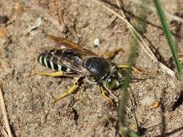Attēlu rezultāti vaicājumam “Bembix rostrata”