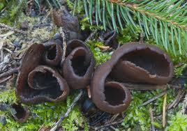 Attēlu rezultāti vaicājumam “Otidea bufonia”